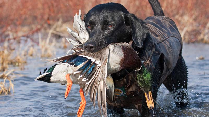 black lab retrieving duck