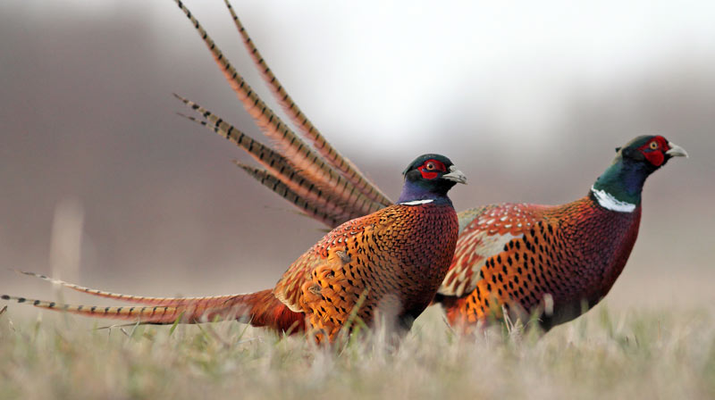 two pheasants in field